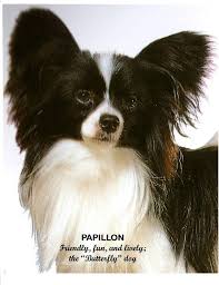 Black And White Papillon Dog Papillon Dog Sitting One 16 Inch Square Fabric Panel For Etsy Papillon Papillon Dog Black And White Dog