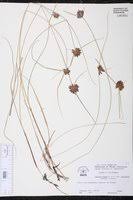 Image result for Pycreus niger