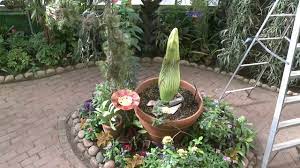 Corpse Flower Cam Watch Rosie Bloom In Real Time From Tucson Corpse Flower Tucson Botanical Gardens Corpse Flower Bloom