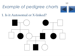Pedigrees Lecture
