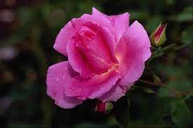 صورة وردة جميلة زهرية photo hd rose beautiful roses red roses