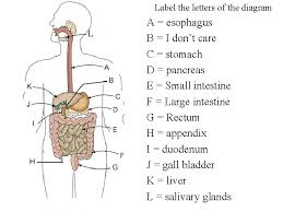 A evel biology biological drawing 3 this biological drawing skills handbook has been developed to support. The Digestive System Oral Cavity Pharynx Liver Gall