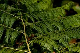 Image result for Microlepia speluncae