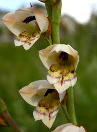Image result for Gladiolus crassifolius