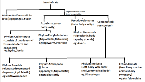 Creating your own chart styles. Make A Flow Chart Of Invertebrates In The Kingdom Animalia Based Upon Their Characteristic Features