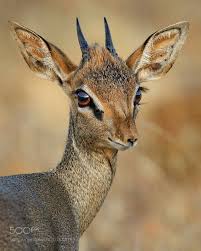 Dik Dik Dik Dik Unique Animals Animals