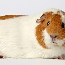 Feb 17, 2012 · they chiefly feed on human blood, but if not available, they will seek out other sources of food, including rodents, guinea pigs, dogs, cats and even bats. Places To Adopt Guinea Pigs And Other Pocket Pets