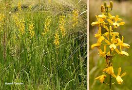 Image result for Eulophia angolensis