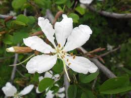 Image result for Bauhinia bowkeri