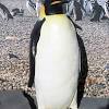 The smallest penguin species is the little (also called little blue) penguin. Https Encrypted Tbn0 Gstatic Com Images Q Tbn And9gcro8nrlmuu0zpqnketdrm7gyikc9m5yscgp Hb2qcm Usqp Cau