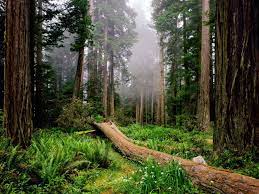 Check spelling or type a new query. Redwood Forest Scenic Wallpapers Top Free Redwood Forest Scenic Backgrounds Wallpaperaccess