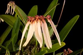 Image result for Bulbophyllum longiflorum