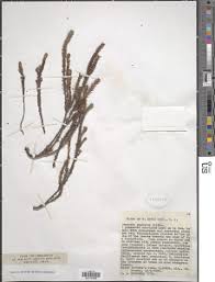 Image result for Crassula schimperi