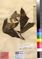 Image result for Vernonia auriculifera