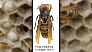 7 facts about hornets | ehrlich pest control. 13 Must Know Facts About Murder Hornets Vietnam Times