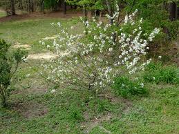 Get the best deals on spring flowerings. Spring Blooming Shrubs In My Garden In North Carolina Heart Of A Southern Woman