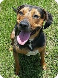 Black And Tan Coonhound For Sale In Florida North East Fl Black And Tan Coonhound English Shepherd Mix Meet Wrangler A Coonhound Black And Tan English Shepherd