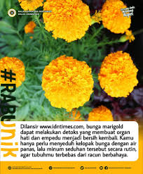 Marigold berasal dari mexico dan guatemala. Bungamarigold Hashtag On Twitter