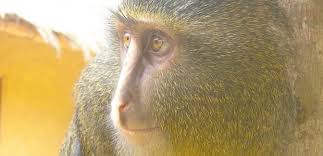 Image result for lesula