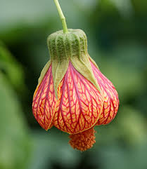 Image result for Abutilon sp.no.1