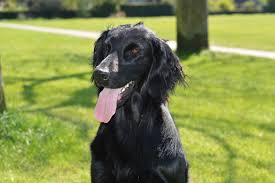 Loading Flat Coated Retriever Retriever Puppy Retriever