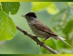 la fauvette des jardins assez farouche aux mœurs discretes je cuisine mon potager fauvette des jardins jardins potager