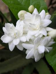 Image result for Jasminum sp. A