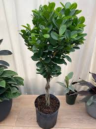 Image result for Ficus muelleriana