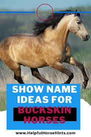 Each horse, however, must be a good representative of its type. 52 Horse Colors Buckskin Horses Ideas Horses Horse Coloring Buckskin Horse