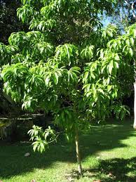 The fruits generally mature from november or. Canistel Pouteria Campechiana