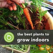 Plants grown under lights indoors need more hours of light than the same plants do outdoors. 15 Edible Plants To Grow Indoors Growing Plants Indoors Indoor Vegetable Gardening Indoor Garden