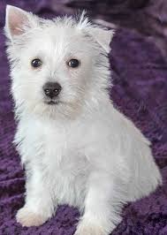 Westie Puppy For Sale Heavenly Puppies