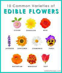 Darts Soft Tips We Give You A List Of Edible Flowers Their Unique Tastes