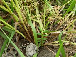 Image result for Cyperus tenuispica