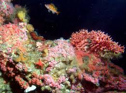Deep Sea Corals Smithsonian Ocean A coral reef is a beautiful underwater habitat. deep sea corals smithsonian ocean