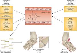 The Pathogenesis Of Hyperuricaemia And Gout Genetic And Environmental Download Scientific Diagram