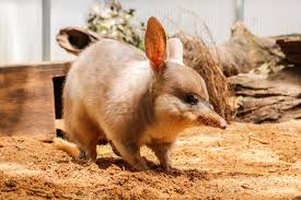 Bilbytwenty Million Years Ago The Bilby Branched Off From The Bandicoot Family Creating A Marsupial That Looks Like A Animals Sleeping Animals Weird Animals