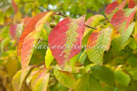 Image result for Sapium