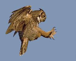 The cat was not happy about this intruder. The Great Horned Owl A Magnificent Avian Apex Predator Owlcation Education