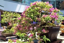 After the discovery of the graviton a new breed of art took place involving the balancing of mountainous rocks and bonsai trees on top of gravitons. Bonsai Ikebana And Suiseki Masterpieces Showcased At First Ever Philippine Show Agriculture Monthly