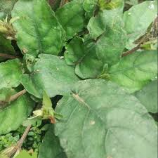 Aku selalu menjaga penampilanku karena aku janda, pastinya ingin memiliki pasangan hidup kembali. Tanaman Gempur Batu Atau Keji Beling Shopee Indonesia