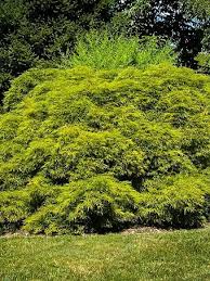 Aug 06, 2020 · also called lacebark elms or drake elms, chinese elm trees grow to between 33 and 60 ft. Drake Chinese Elm Trees For Sale The Tree Center