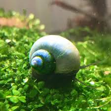 Blue Mystery Snail Pomacea Bridgesii Discus Madness