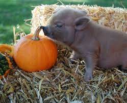 Dwarfism in pigs is an abnormal growth plate function (pubmed.gov). The Little Pig Farm Ontario Home Facebook
