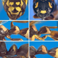 Image result for Trimeria