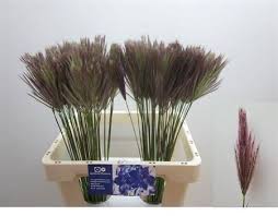 Image result for Chloris roxburghiana