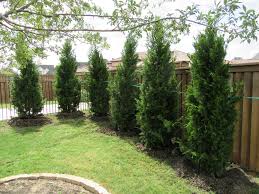 Spartan juniper trees are a densely branched evergreen juniper with a naturally pyramidal growth habit. Brodie Eastern Red Cedar Tree Dallas Texas Treeland Nursery