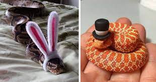 Scared Of Snakes Put A Hat On It Snakes With Hats Snake Images Cute Snake