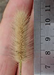 Image result for Setaria viridis