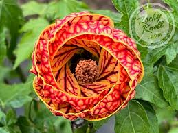 Image result for Abutilon